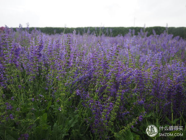 北海道札幌的散步之旅,日本北海道小樽旅游攻略