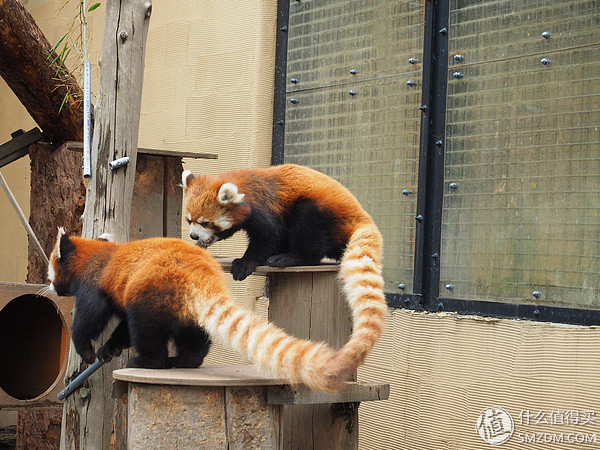 北海道札幌的散步之旅,日本北海道小樽旅游攻略