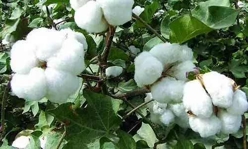 万能药芸苔素内酯,芸苔素内酯可以连续用吗