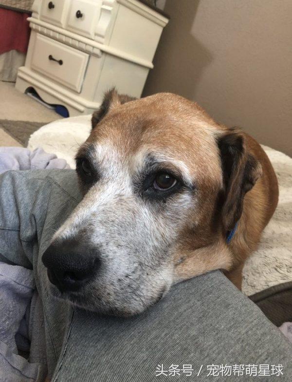 狗狗骨癌吃什么可以缓解,狗狗骨癌三个月了除了瘸一切都好