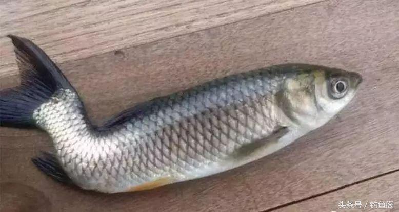 被电过的地方怎么钓鱼,被电过的野河怎么钓鱼