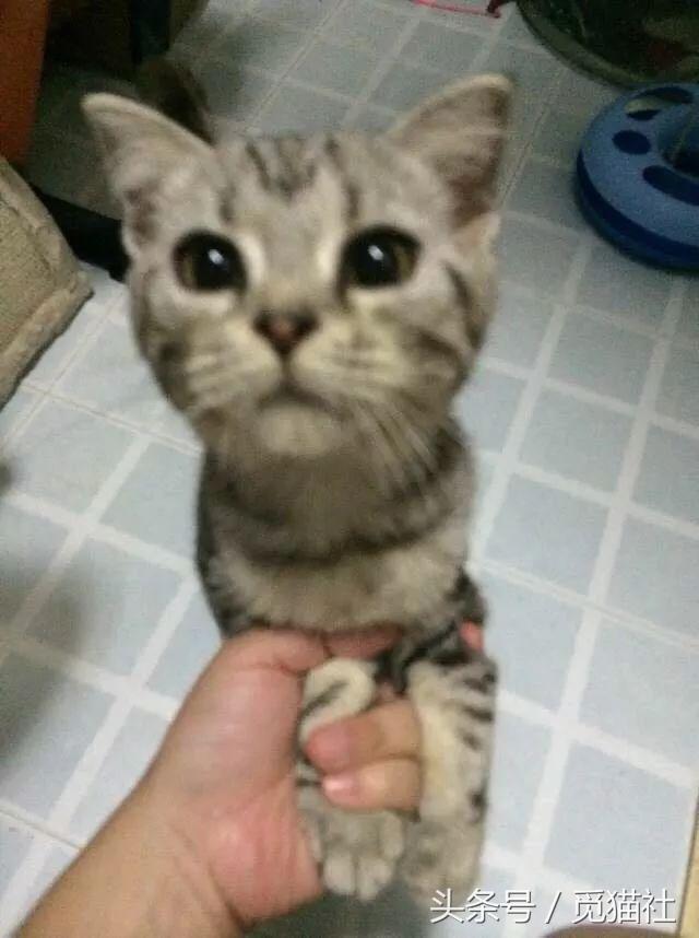 养猫家庭一定要了解这些猫,养猫的家庭千万注意