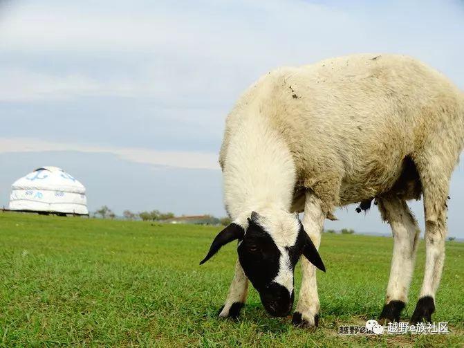 无法忘记的第一次草原之旅,一生必去一次的草原