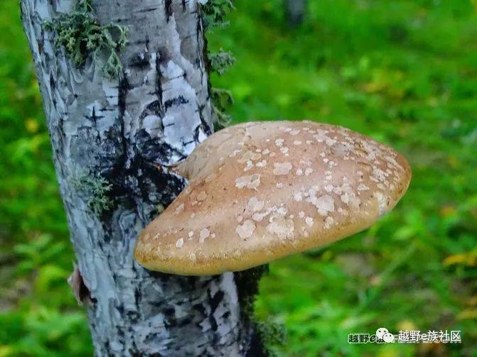 无法忘记的第一次草原之旅,一生必去一次的草原