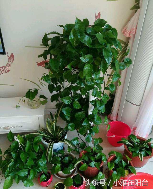 大绿萝怎么养能迅速爬藤,养了四个月的绿萝怎么不长吊藤