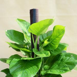 大叶绿萝的栽培方法和技术,大叶绿萝怎么种植方法和注意事项