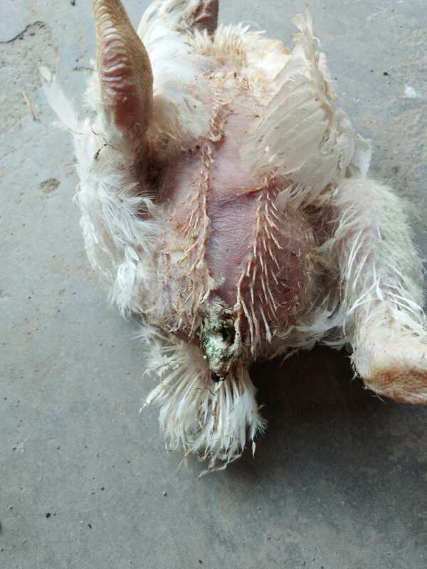 后期鸡吃料不增怎么办,肉鸡后期吃葡萄糖好吗