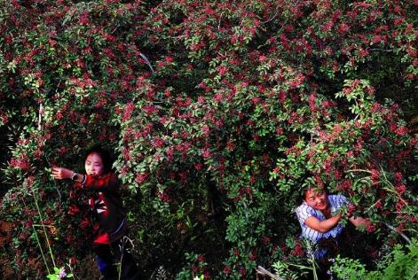 韩城100亩花椒年利润 (韩城花椒最新价格鲜椒)