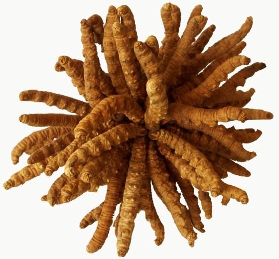 医药未解之谜34个问题,揭秘医药背后的秘密