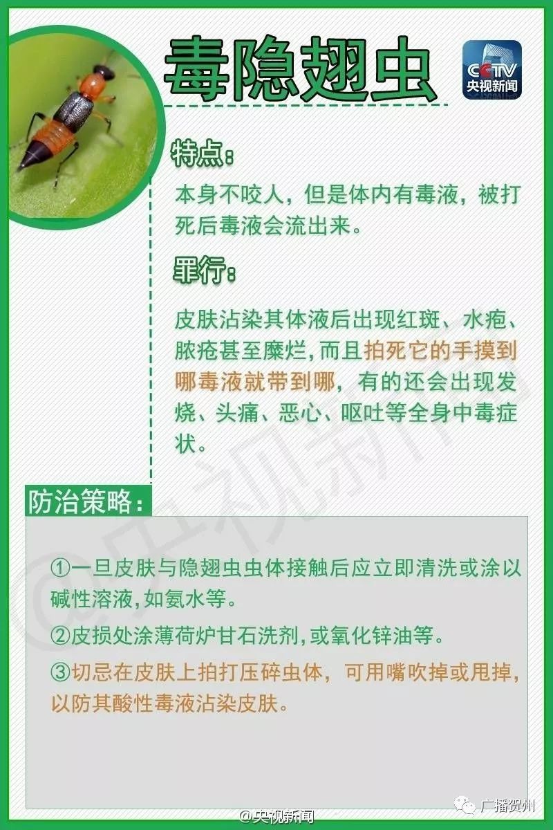 广西虫咬伤人,广西腿被虫咬伤