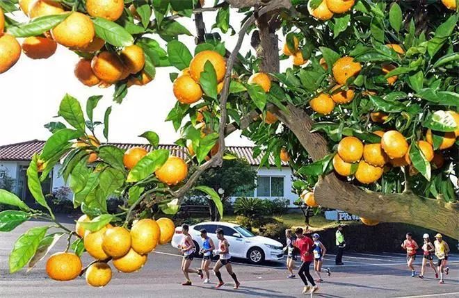 济州柑橘马拉松,济州岛柑橘马拉松