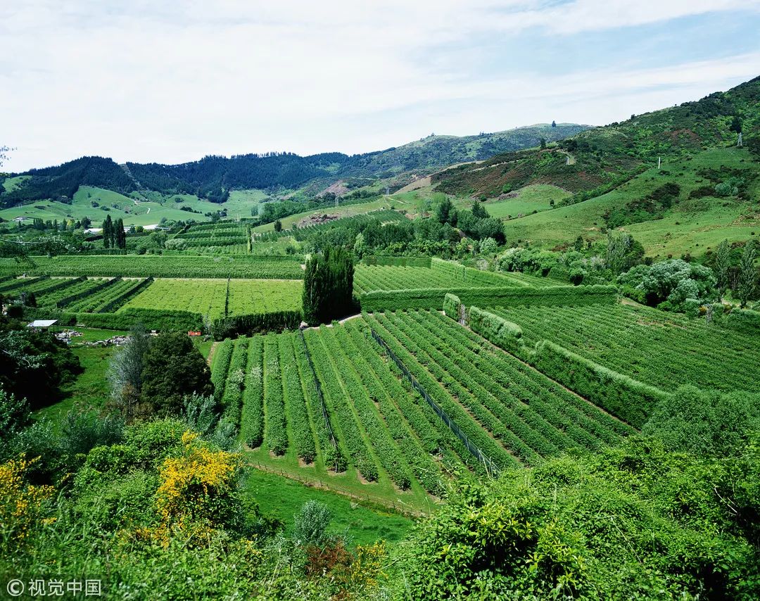 修文县猕猴桃种植项目,修文2019年猕猴桃种植面积产量