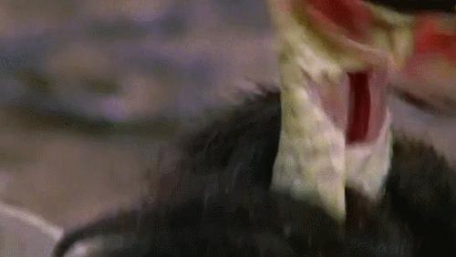 “非洲一霸”平头哥，作为动物界杠把子，它只怕物理伤害！涨姿势