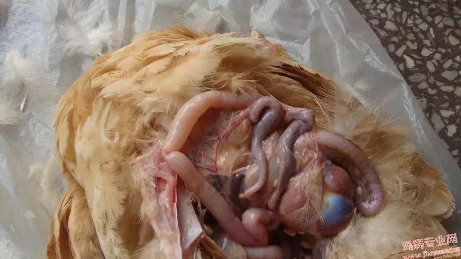 禽大肠杆菌预防首选药,禽大肠杆菌用什么药