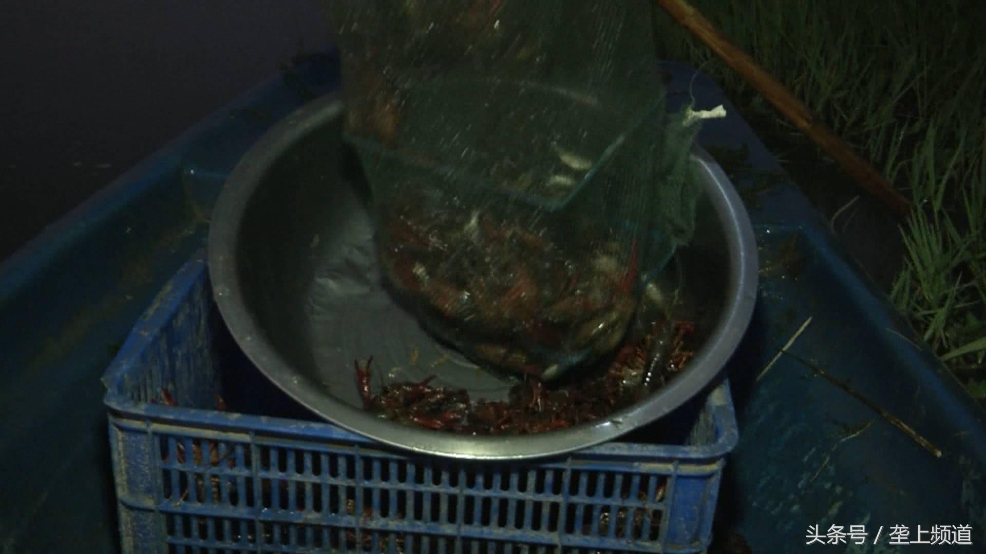 300斤小龙虾卖2小时卖完,爽吃5斤麻辣小龙虾