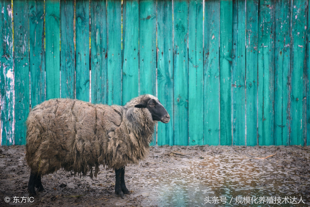 养羊怎么识别羊怀孕,新手养羊引种羊全过程