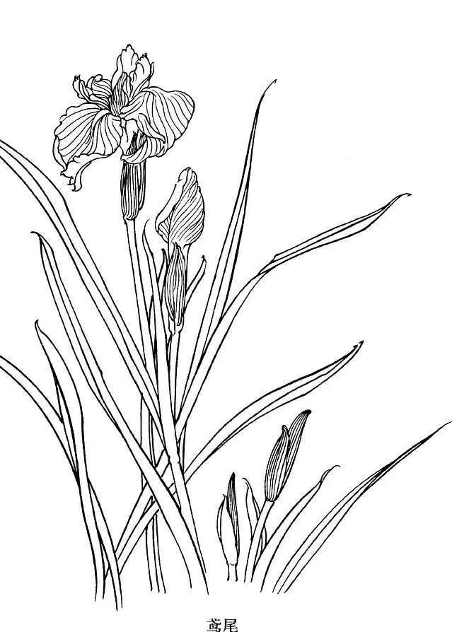 国画工笔白描花卉线稿桃花教程,工笔白描花卉牡丹与上色图