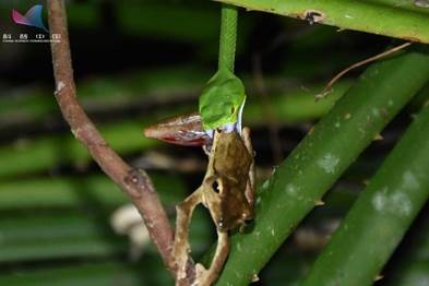 女孩网购银环蛇：别人的宠物要陪，你的宠物要命