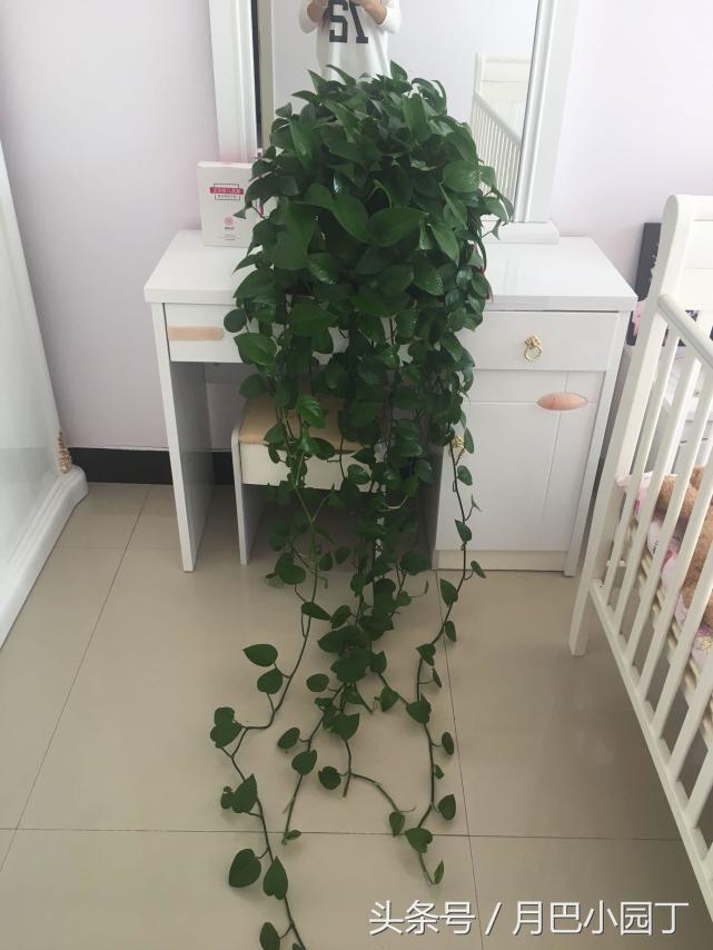 绿萝水养怎么越养越绿越养越茂盛,日常水养绿萝怎么养才能长得茂盛