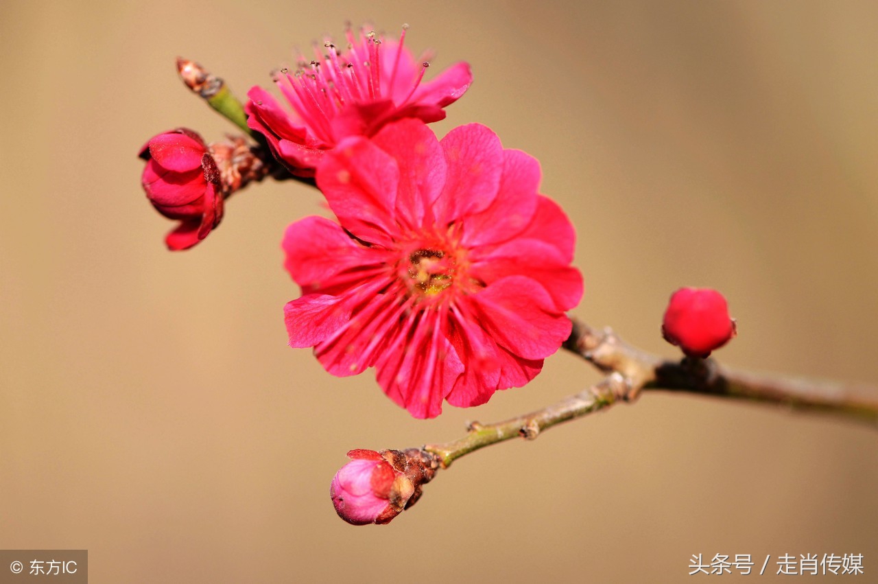 雪梅：弱小女子为旧爱重拾画笔