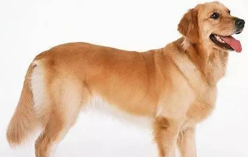 最忠诚又可爱的狗狗十大排名,全球十大最忠诚的狗狗排名