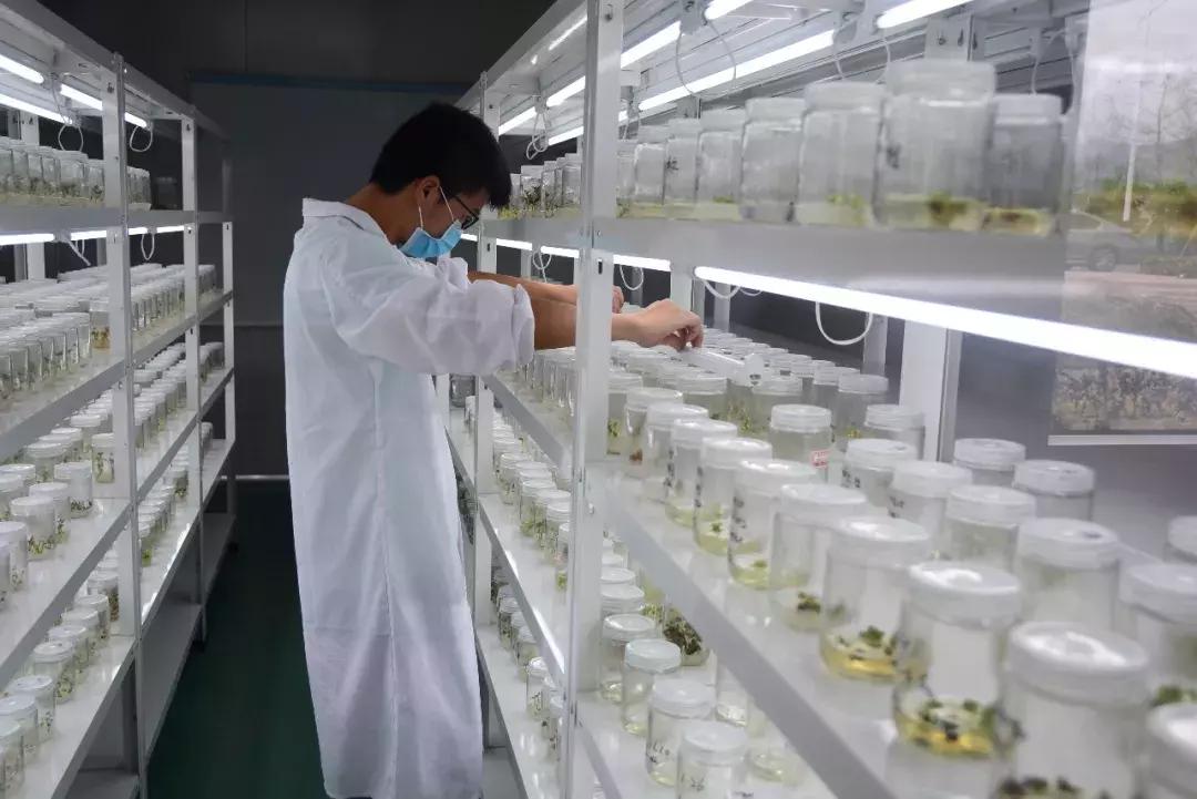 铁皮石斛林下种植视频,关于铁皮石斛种植技术培训