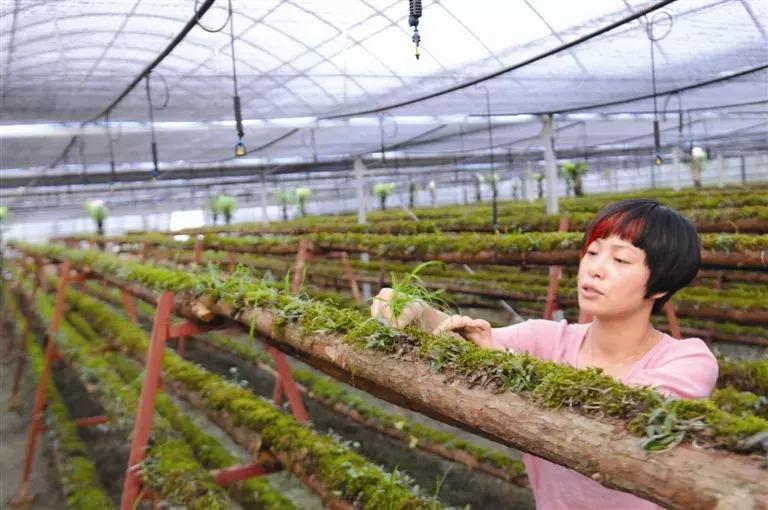 铁皮石斛林下种植视频,关于铁皮石斛种植技术培训