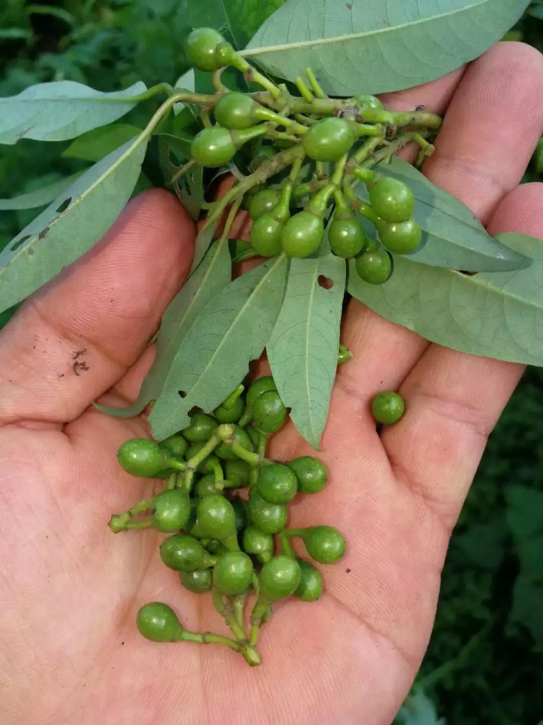 木姜子鸡脚的正宗做法,木姜子鸡脚超辣正宗做法