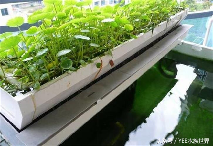 鱼缸不换水能加一点点高锰酸钾吗,鱼缸不换水杀菌