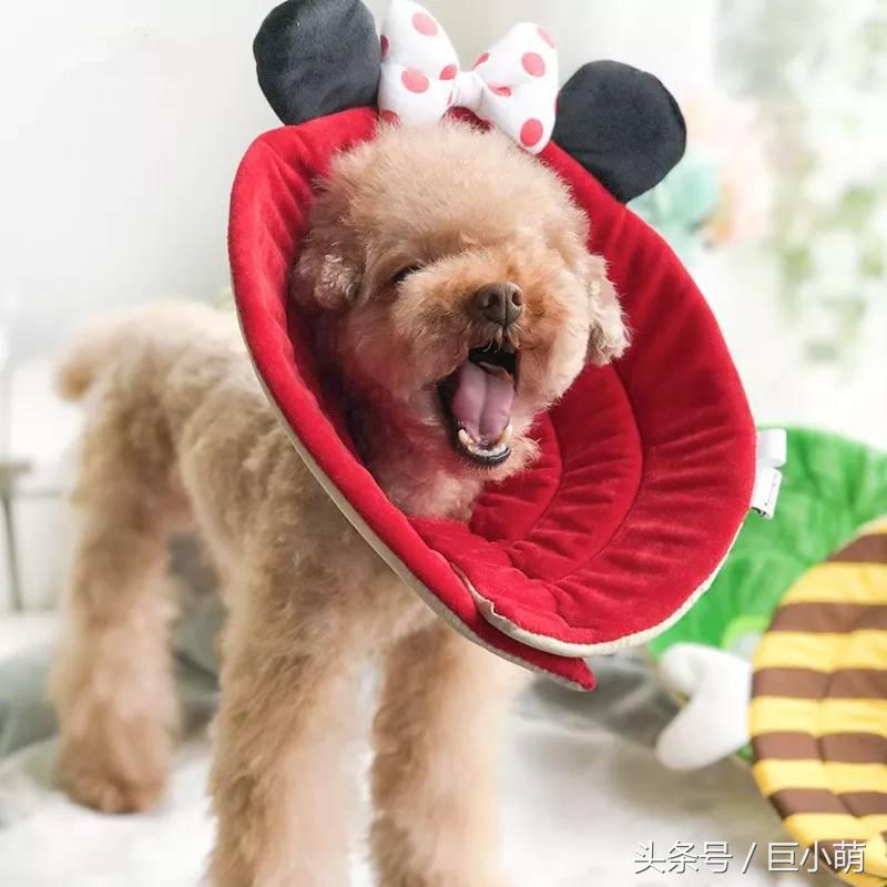 宠物驱虫靠什么杀跳蚤的,宠物驱虫了家里有跳蚤怎么办