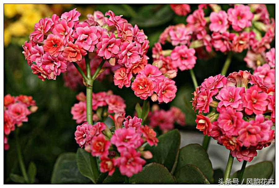 什么花适合送朋友呢,送朋友什么花好又实用