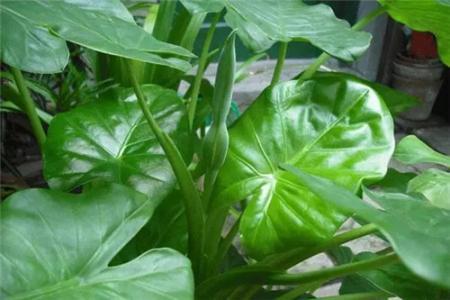 养殖滴水观音怎么让它死,滴水观音根部腐烂怎么办