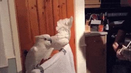 动物能感知人类心情吗,动物能感到开心吗