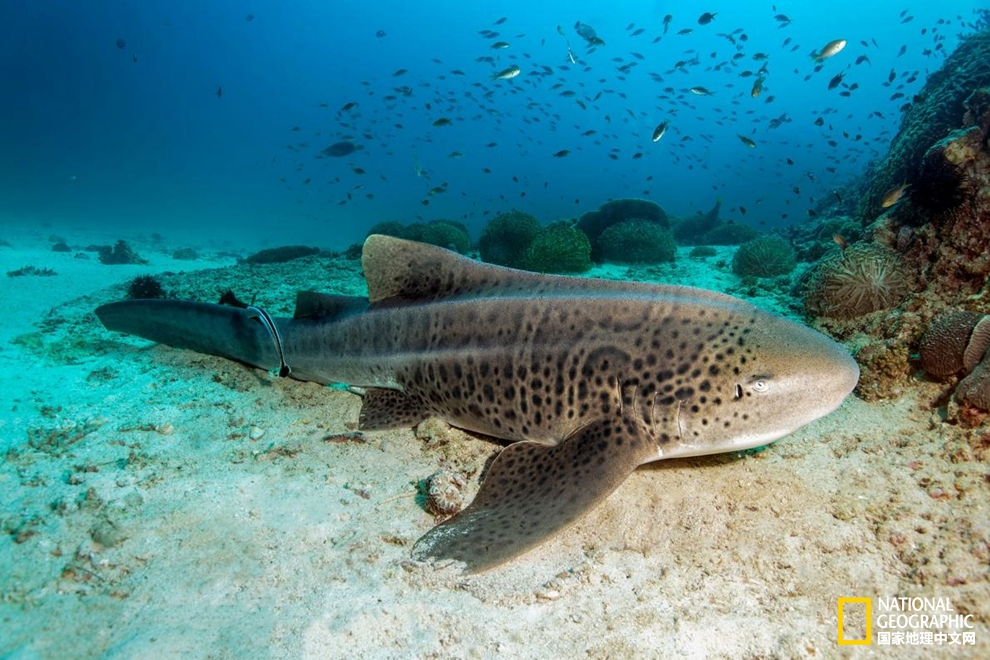 鲨鱼冷知识六种罕见鲨鱼,鲨鱼冷知识大全集
