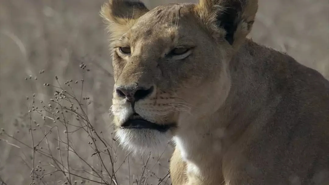 十部震撼神级片,9部堪称神作的纪录片火山