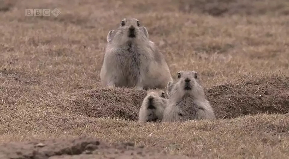 十部震撼神级片,9部堪称神作的纪录片火山