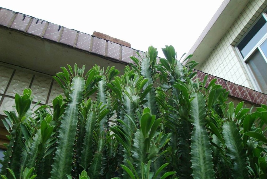 家里养龙骨在风水上有什么讲究,家里养龙骨的寓意