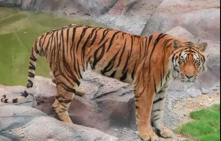 福清野生动物园游览车,福清野生动物园攻略