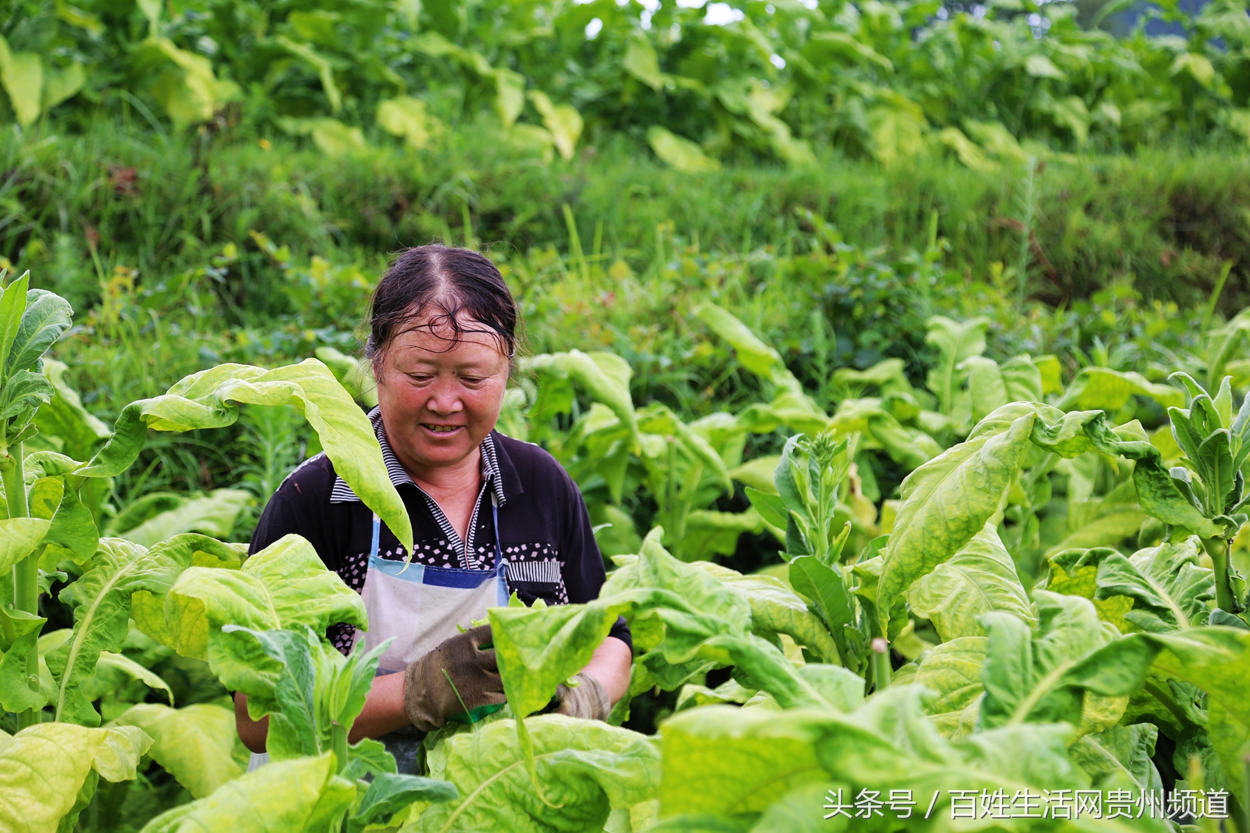 长顺：“黄金叶”里有黄金 鼓了腰包富了民