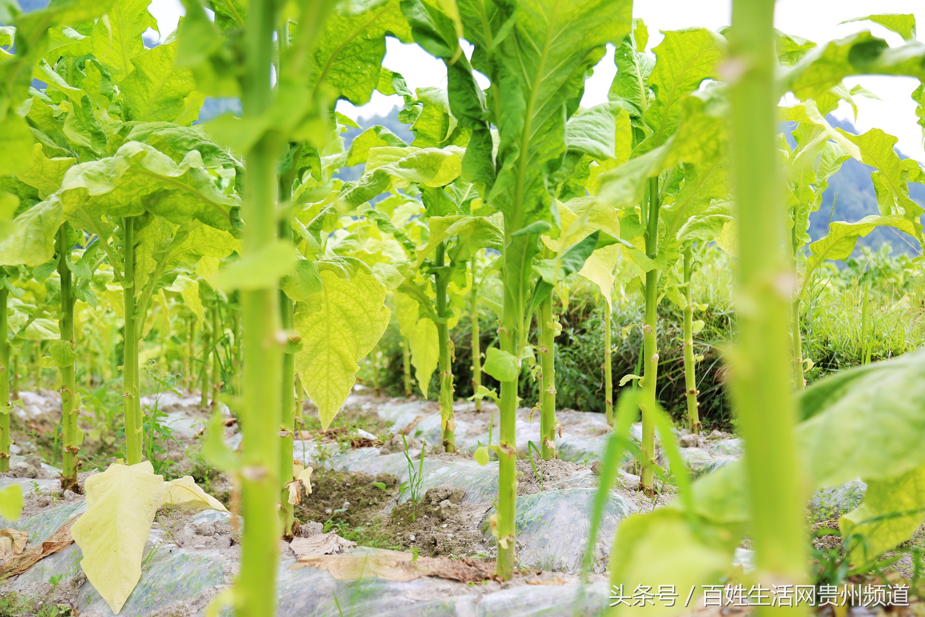 长顺：“黄金叶”里有黄金 鼓了腰包富了民