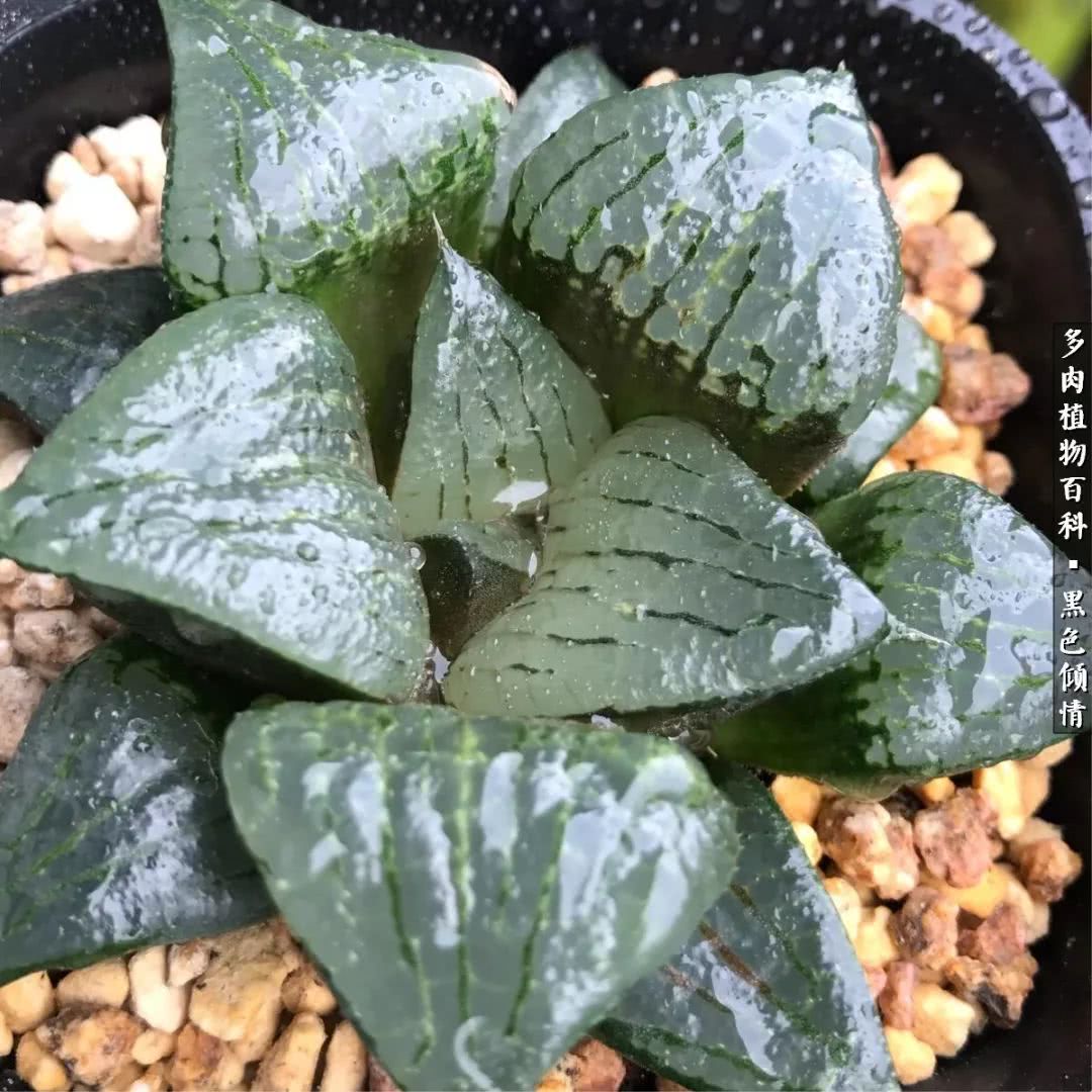 多肉的医用功效,多肉治愈句子