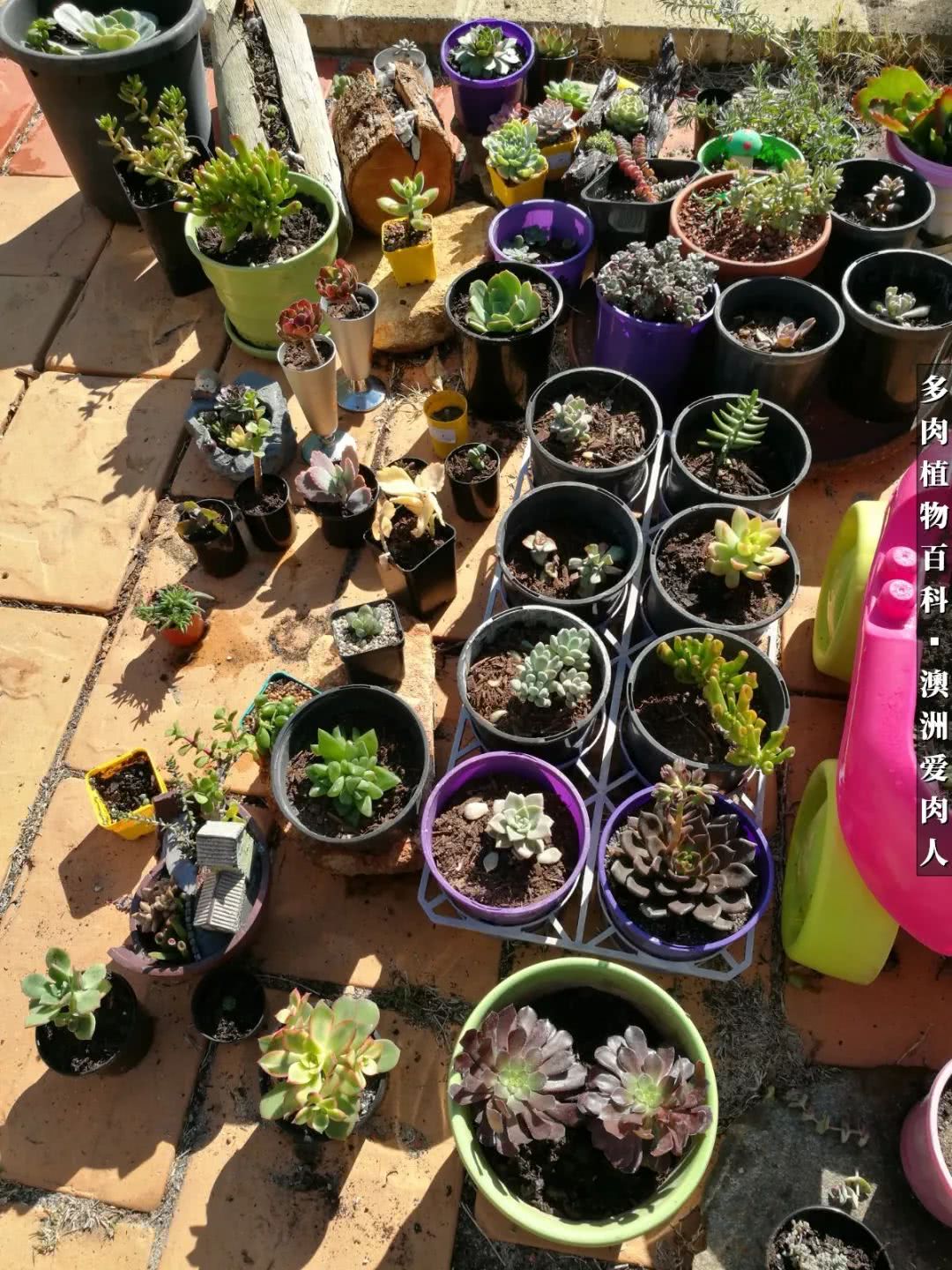 最耐晒的八款多肉,暖阳下的多肉美的不得了