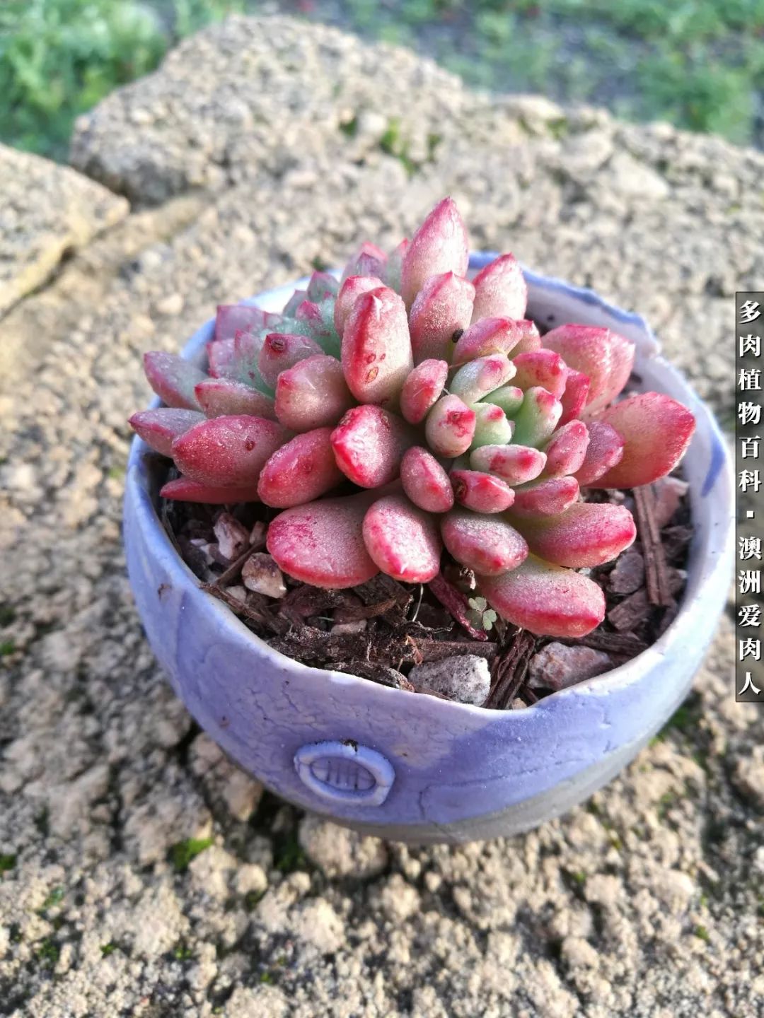 最耐晒的八款多肉,暖阳下的多肉美的不得了