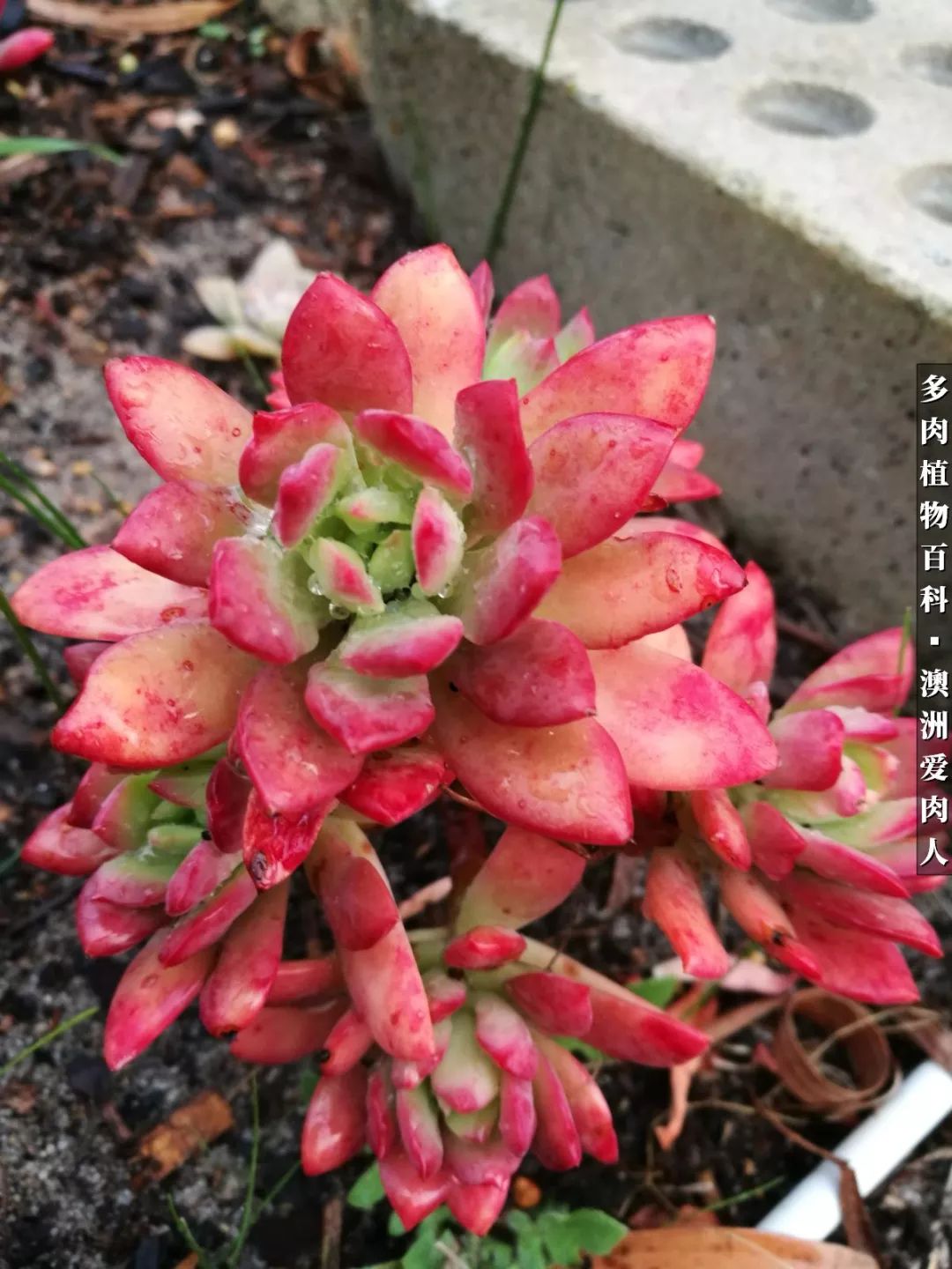 最耐晒的八款多肉,暖阳下的多肉美的不得了