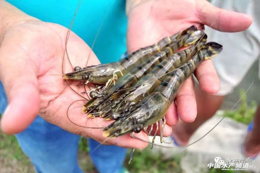 新品种“白金钢”!源自非洲亚丁湾,抗病力强,适应性广,到底什么来头?