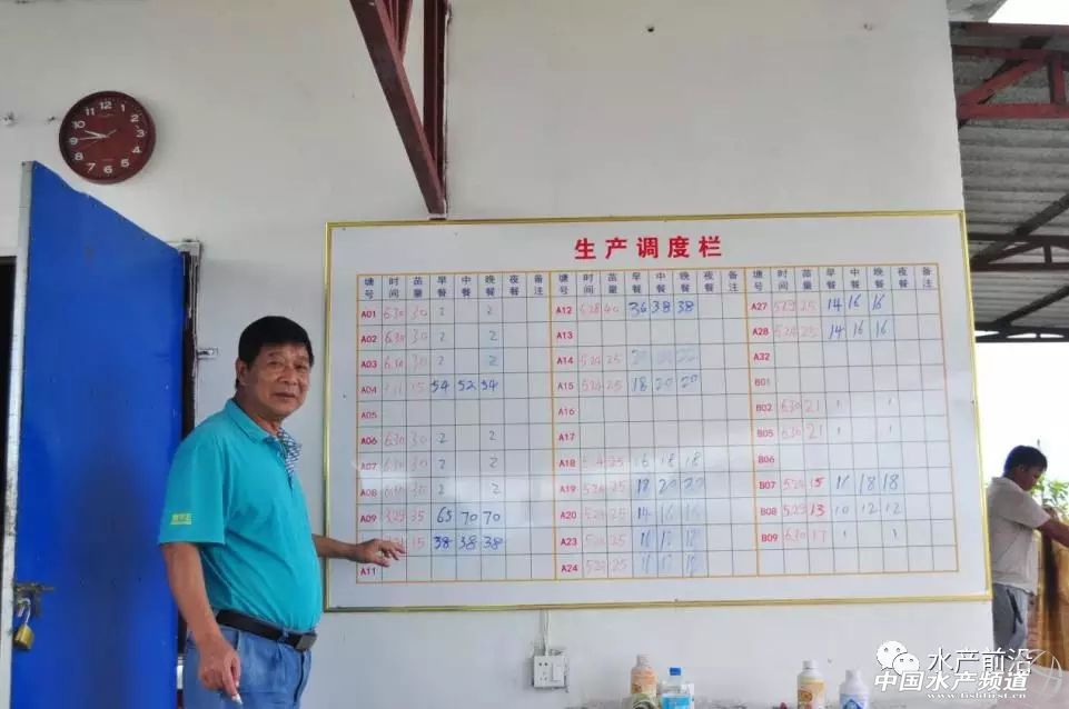 新品种“白金钢”!源自非洲亚丁湾,抗病力强,适应性广,到底什么来头?