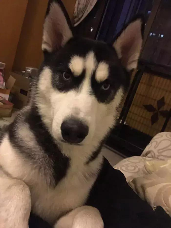 铲屎官带17只哈士奇回家过年,哈士奇离家出走被警察抓