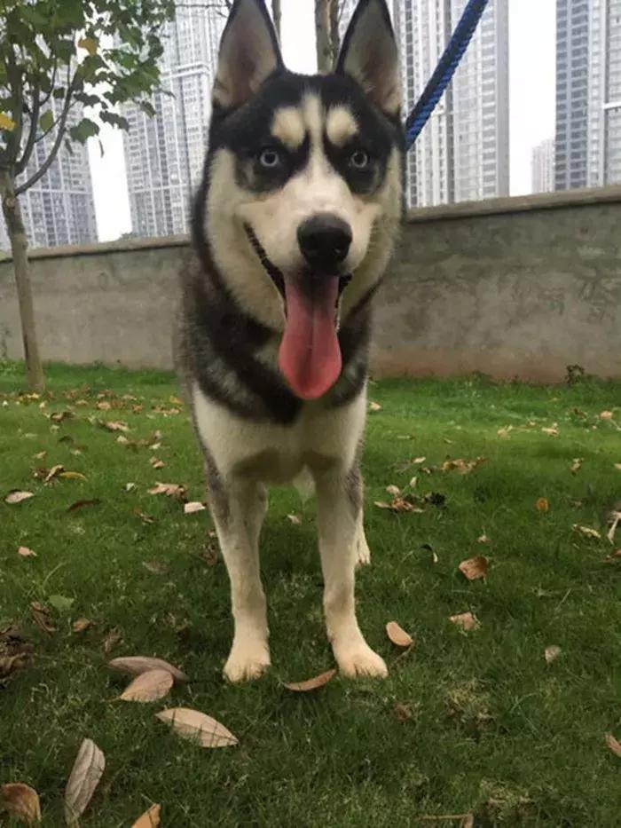 铲屎官带17只哈士奇回家过年,哈士奇离家出走被警察抓