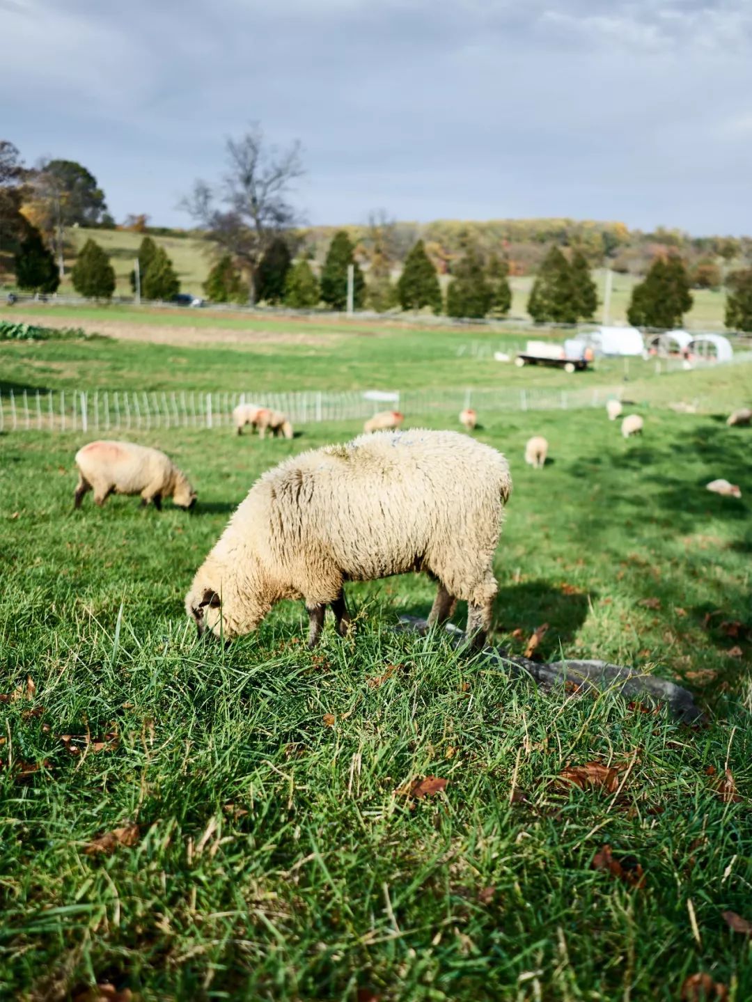 这家奇葩餐厅“坑”了中国食客,却征服了米其林食探,连奥巴马夫妇都是它的粉丝!