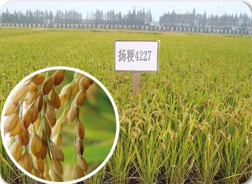 上海最有实力的商人,上海商人多有钱